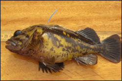 Black-and-yellow rockfish recently recaptured after 267 days at liberty, CDFW photo by Diane Haas