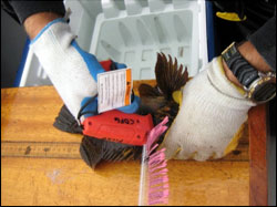 Tagging a black-and-yellow rockfish, CDFW photo by Diane Haas