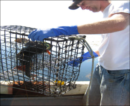 Commercial trap gear used to sample bottom associated species. CDFW photo by Diane Haas.