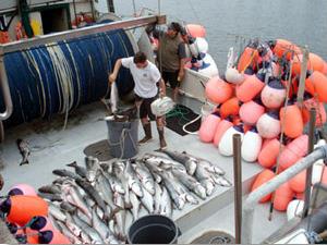 A commercial fisherman with many white seabass on the deck of his boat