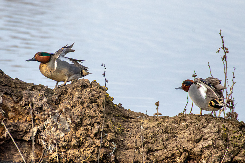 Green-winged teal are pictured at a wetland. CDFW photo