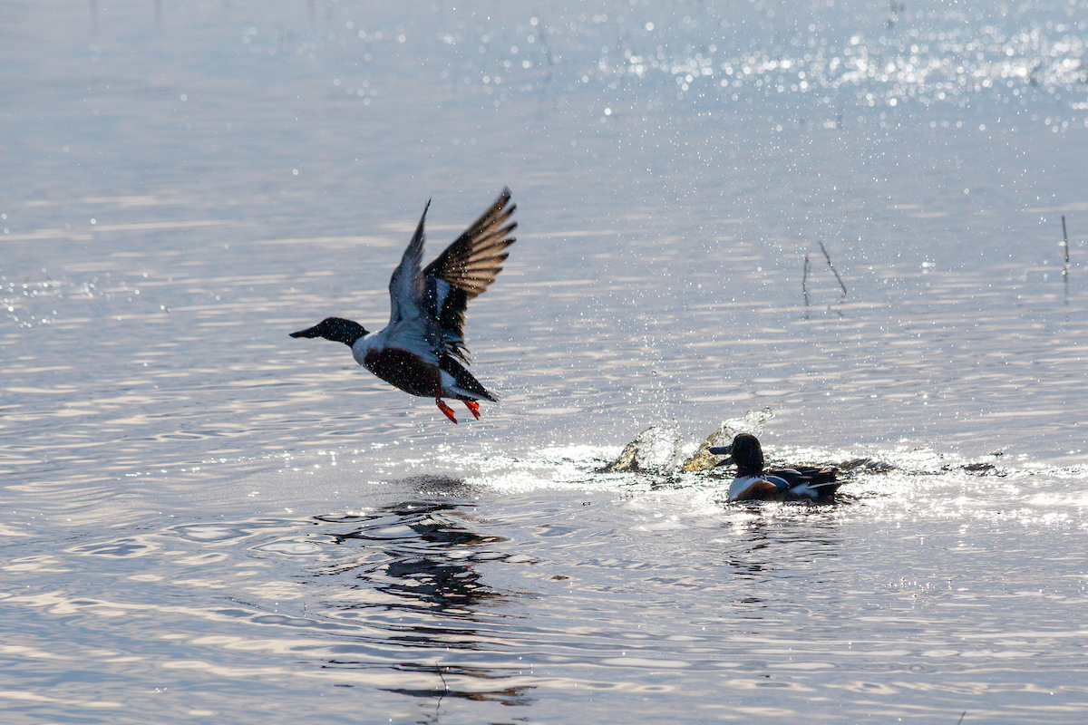 waterfowl taking flight