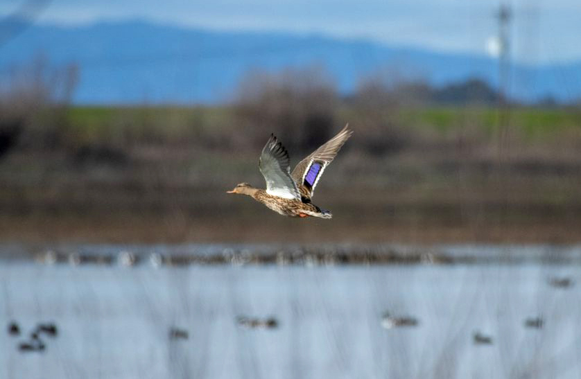 Duck in flight. CDFW photo