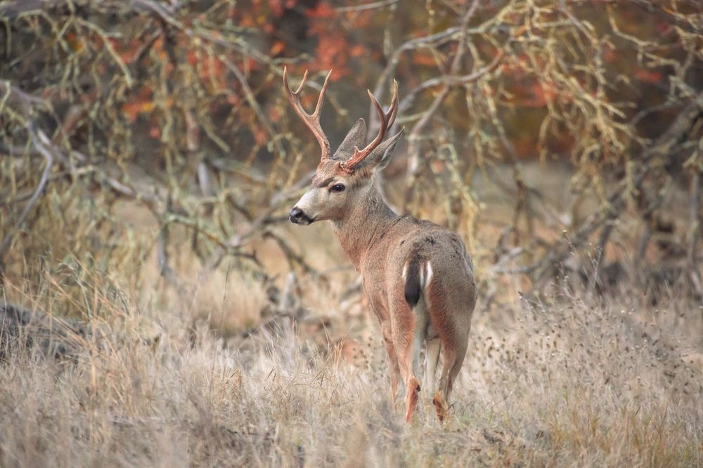 Stag in dry brush