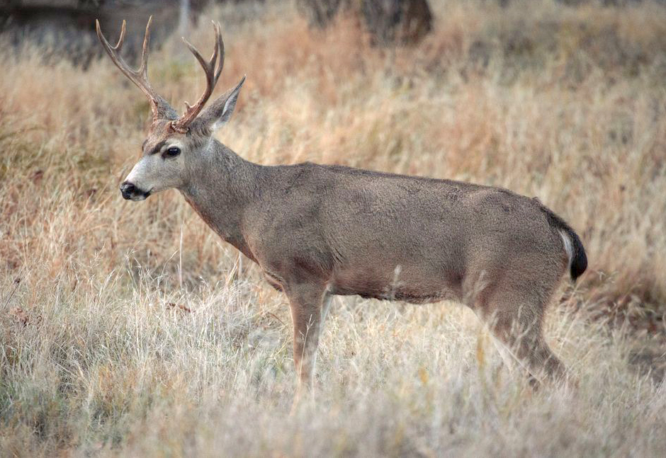 Buck in grassland. CDFW photo