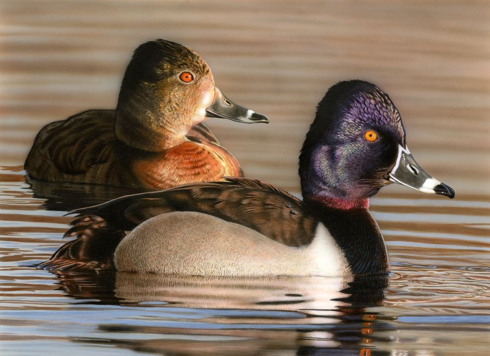 duck pair swimming on calm water