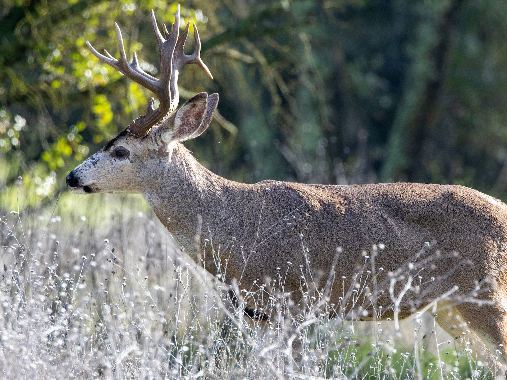 Buck in grassland. CDFW photo