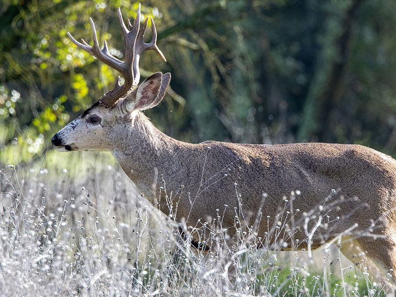Buck in grassland. CDFW photo