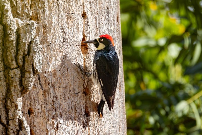 Woodpecker on tree