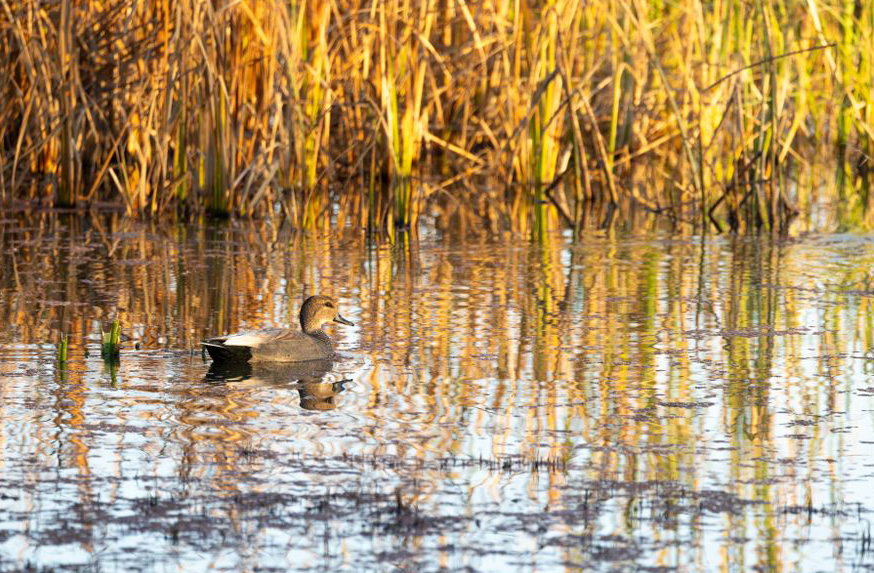 Duck in wetland. CDFW photo