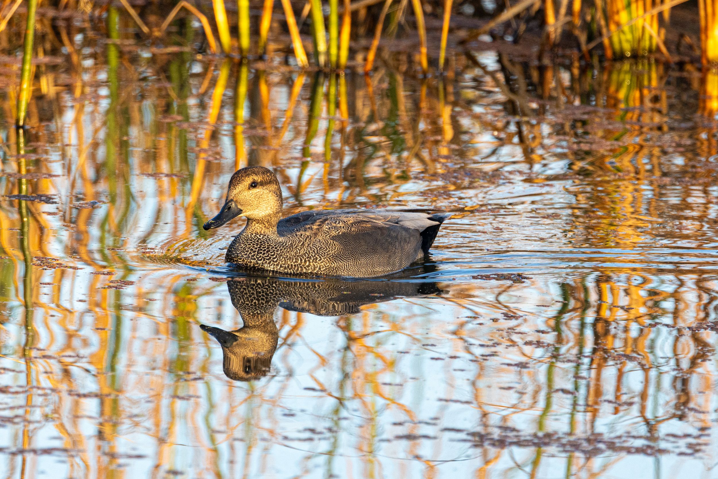 Waterfowl in a pond