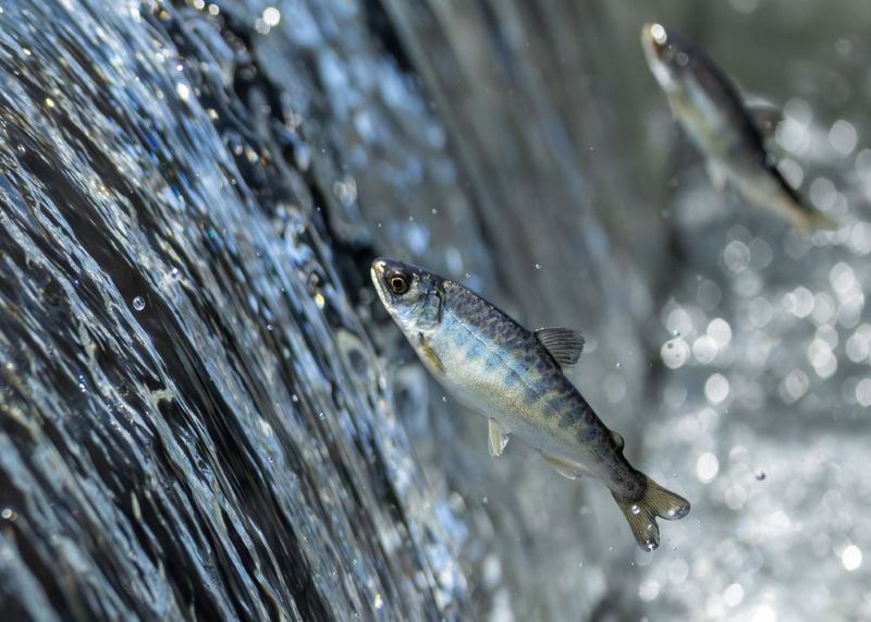 Little fish jumping out of water