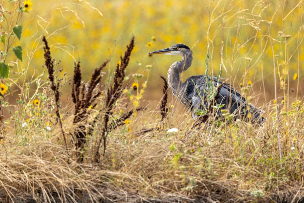 Egret in brush