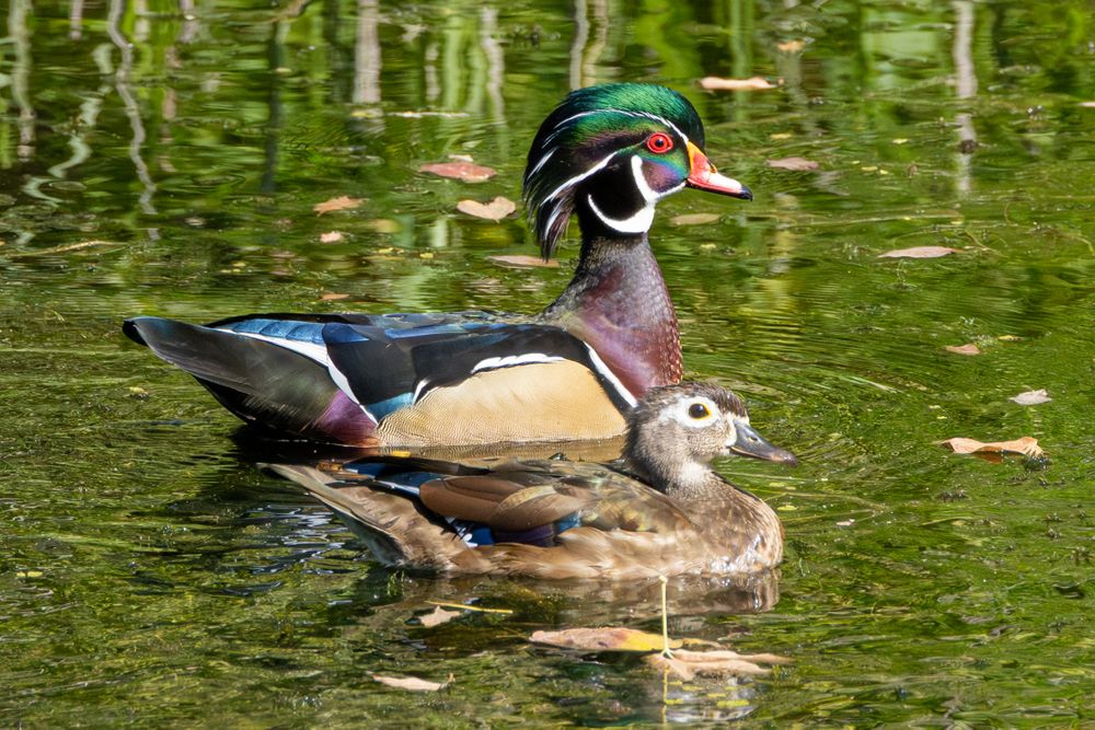 Two wood ducks on water