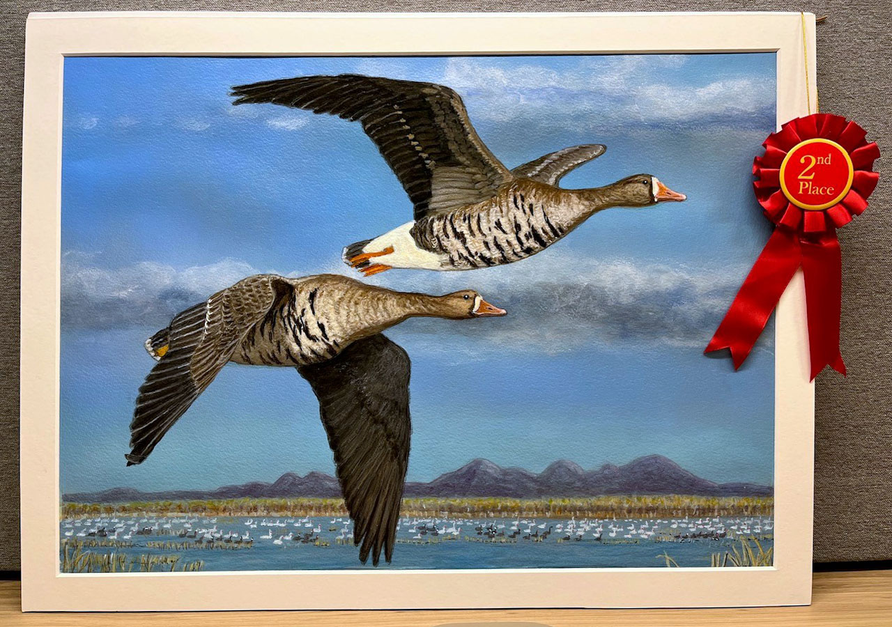 Photo of second place winning painting of the 2026 Duck Stamp Art Contest showing two greater white-fronted geese flying over a pond