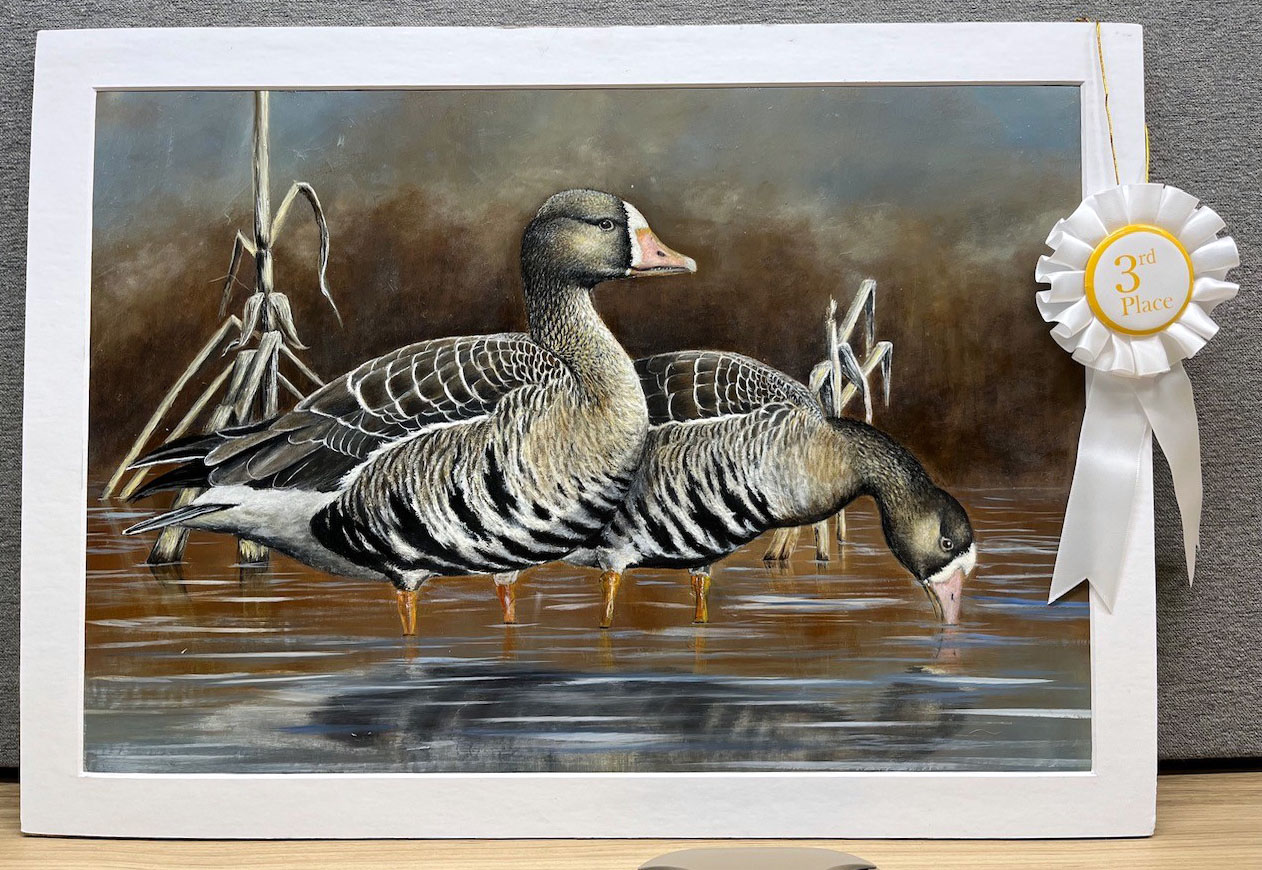 Photo of second place third place winning painting of the 2026 Duck Stamp Art Contest showing two greater white-fronted geese in a pond