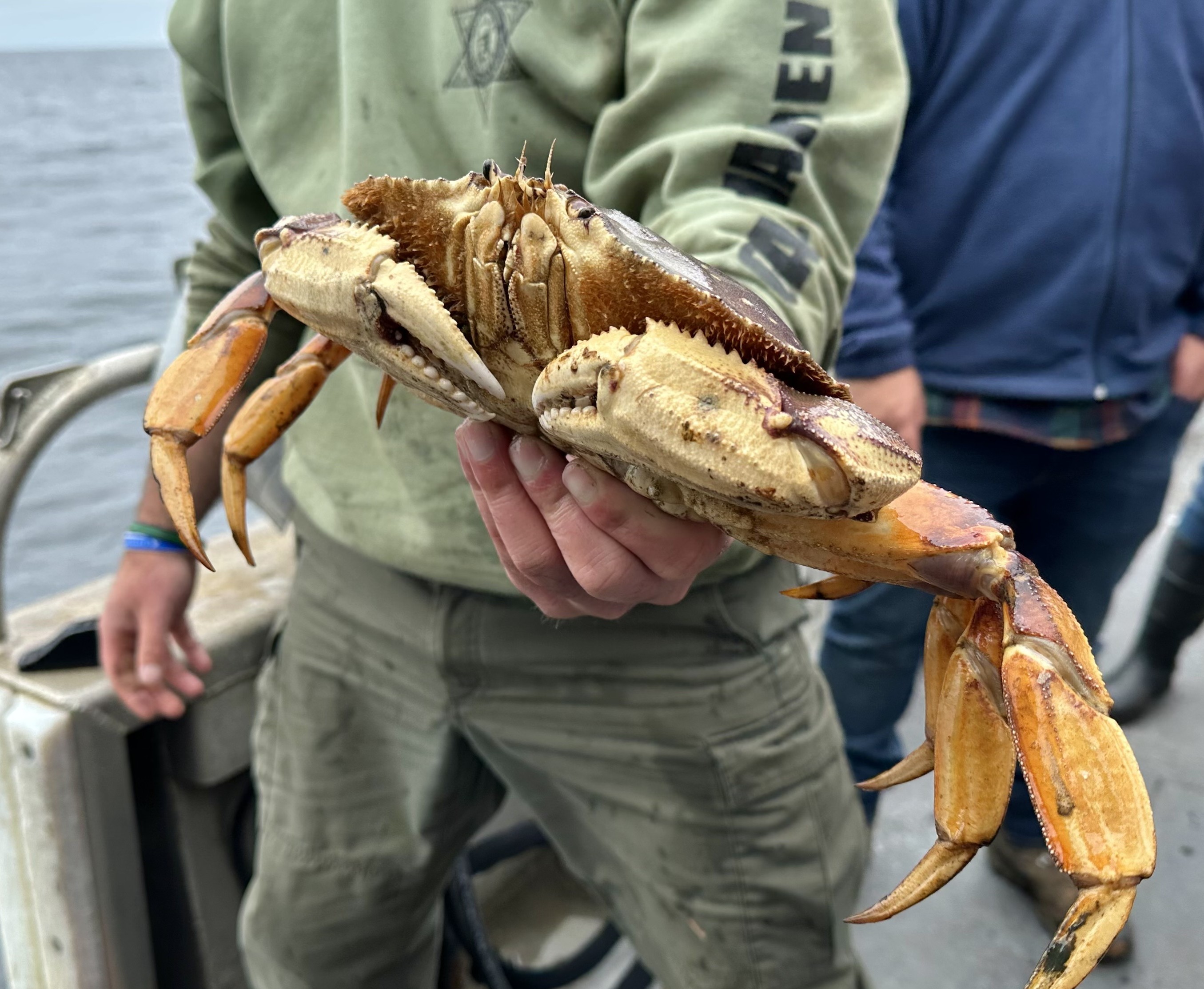 CDFW News | Recreational Crab Traps Restricted in Central Management ...