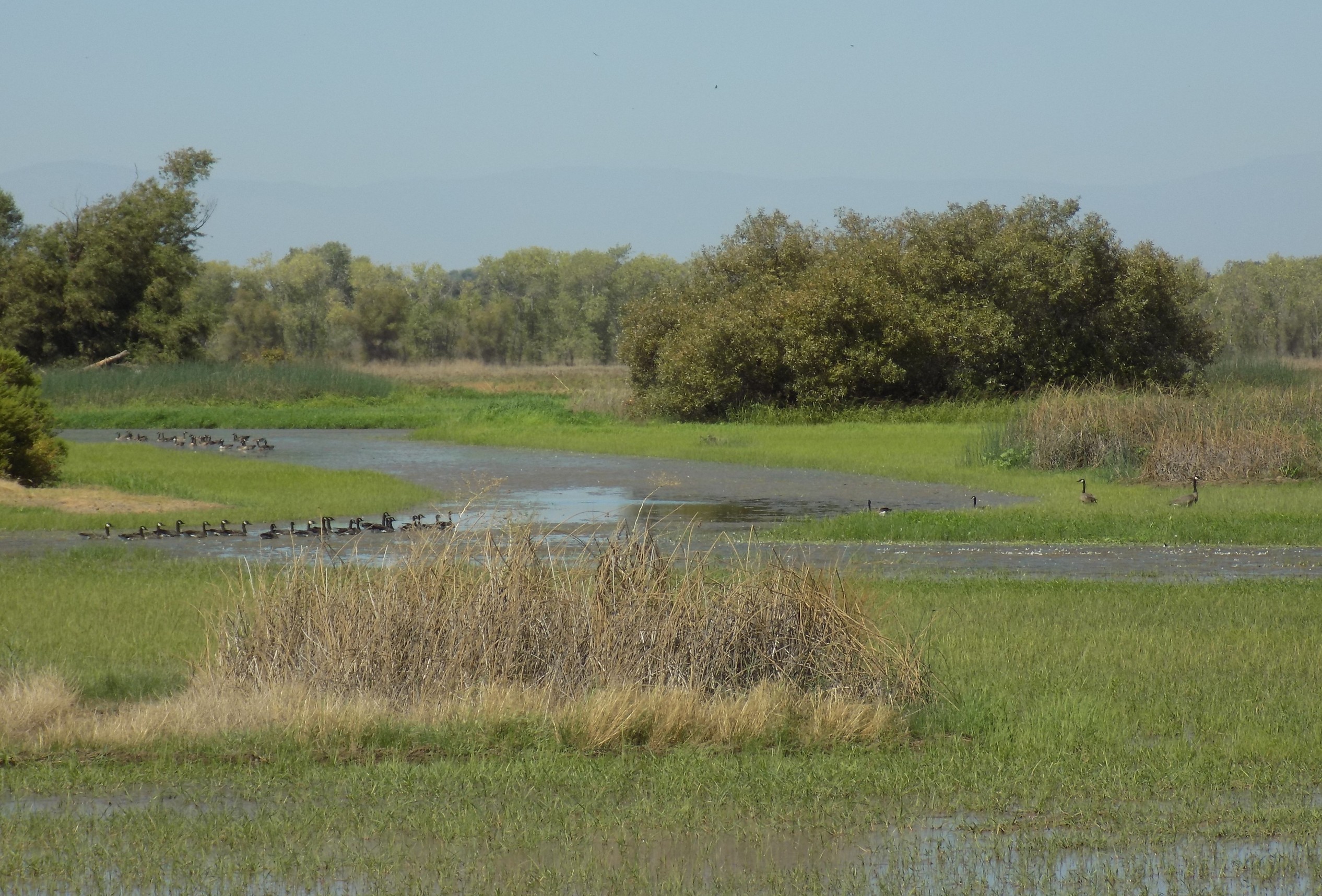 wetland with birds. CDFW photo