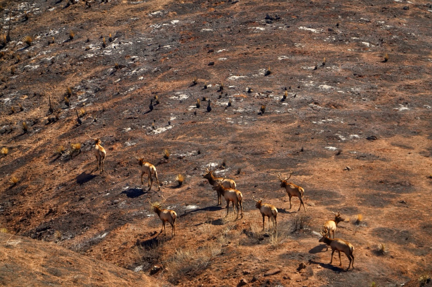 Carrizo tule elk wildlife photo by CDFW.jpg