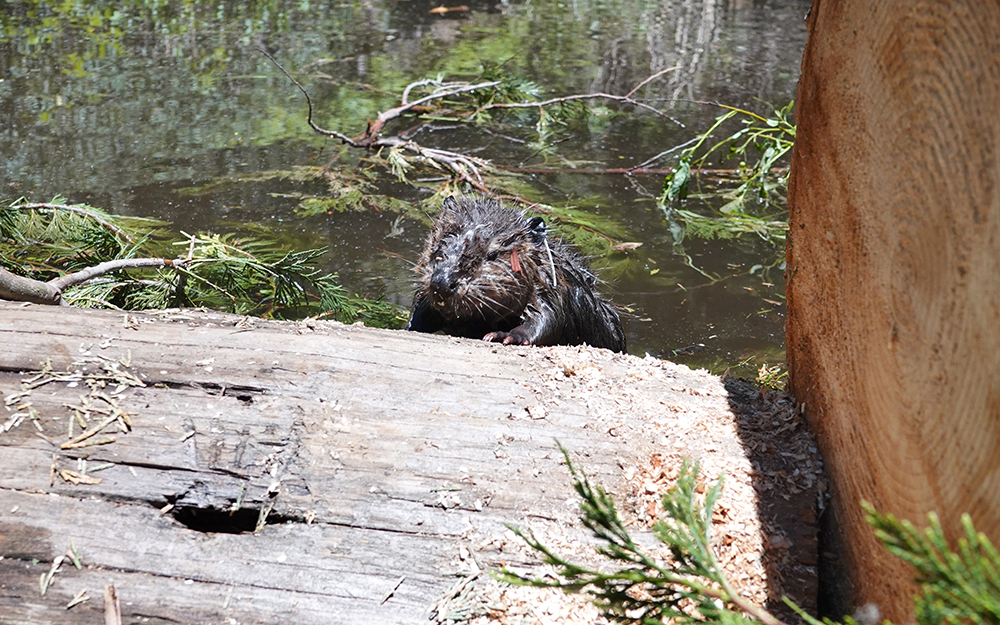 CDFW News | CDFW Sees ‘Ecosystem Engineers’ at Work in Beaver ...