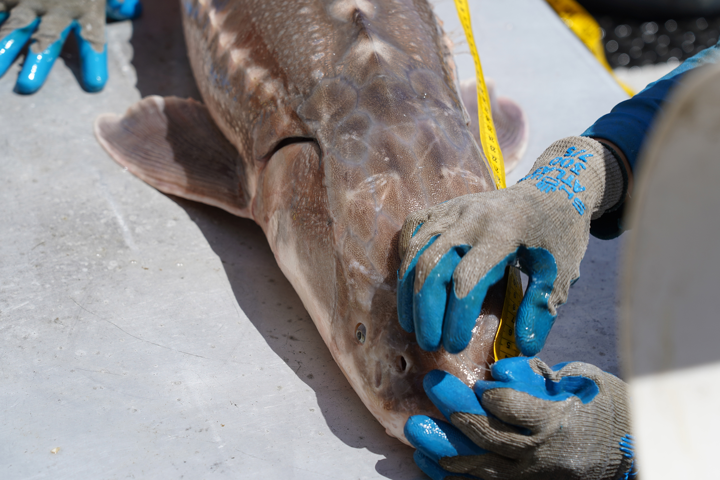 White sturgeon is measured. Photo by Robert Karam/CDFW