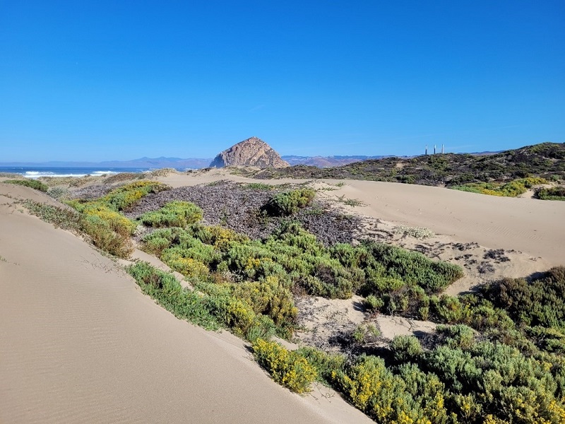 sand dune on California coast