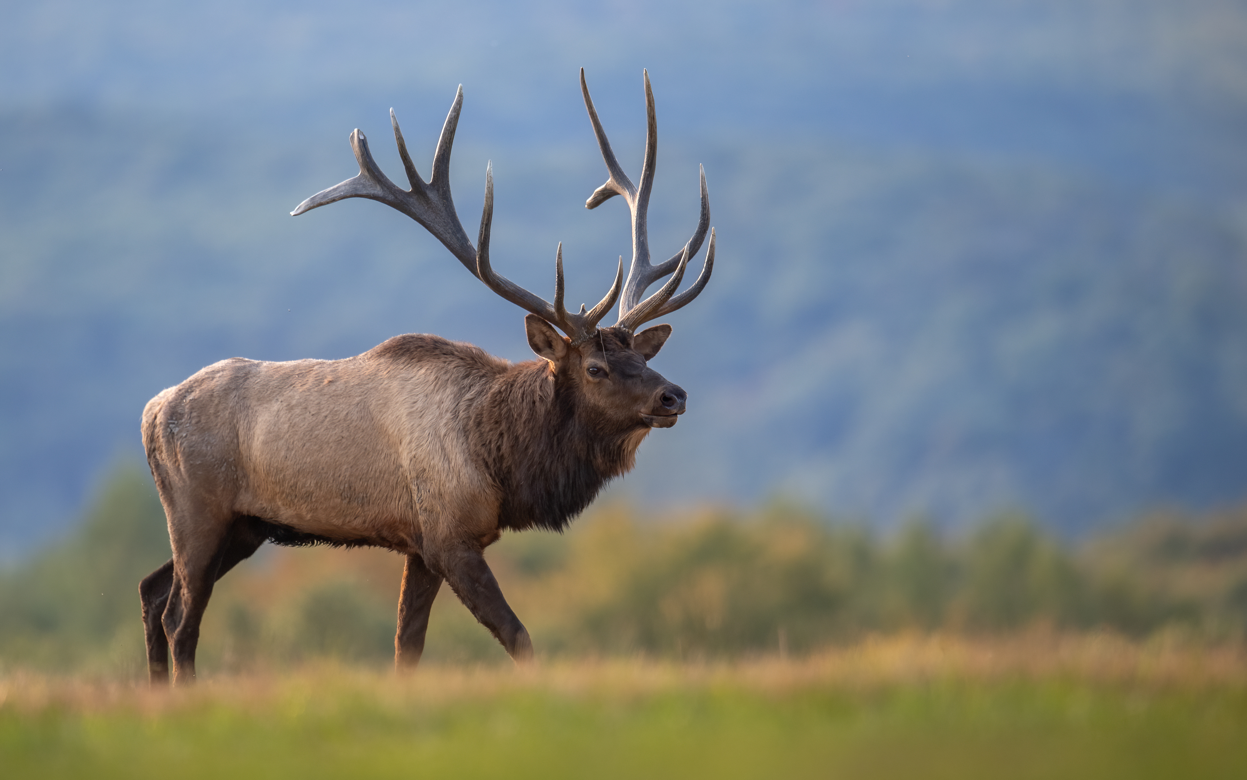 Male elk standing in a grassy field with large, branching antlers and mountains in the background