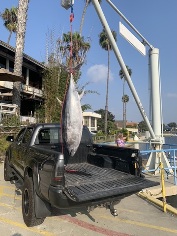 Photo of illegally caught tuna.JPG