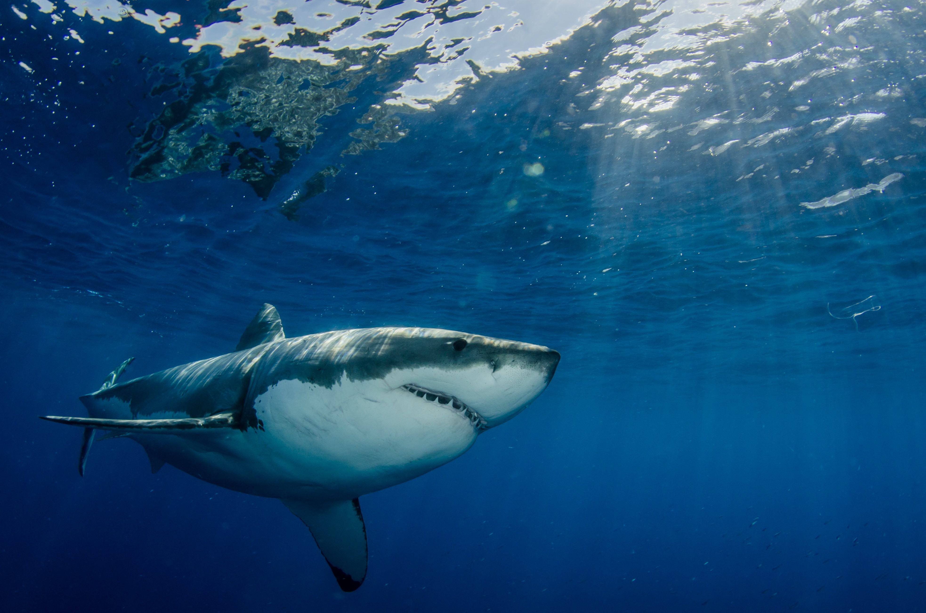 Photo of Great White Shark