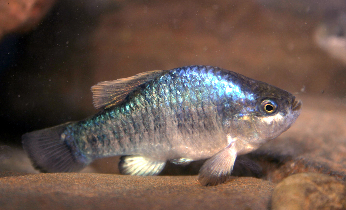 Owens_pupfish_CDFW photo.jpg