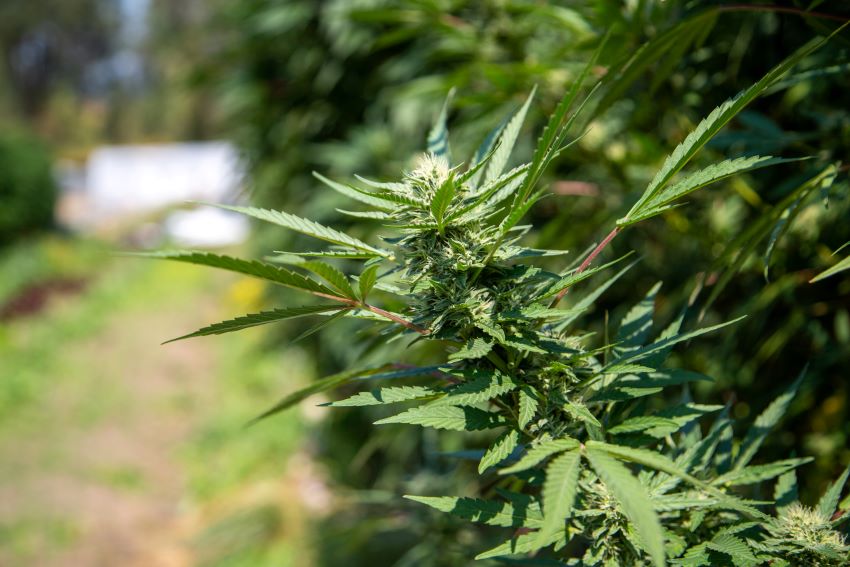 CDFW News | Good News for Mendocino County Cultivators: CDFW’s Cannabis Restoration Grant Program Awards .1 Million to Support Licensees CDFW News | Good News for Mendocino County Cultivators: CDFW’s Cannabis Restoration Grant Program Awards .1 Million to Support Licensees