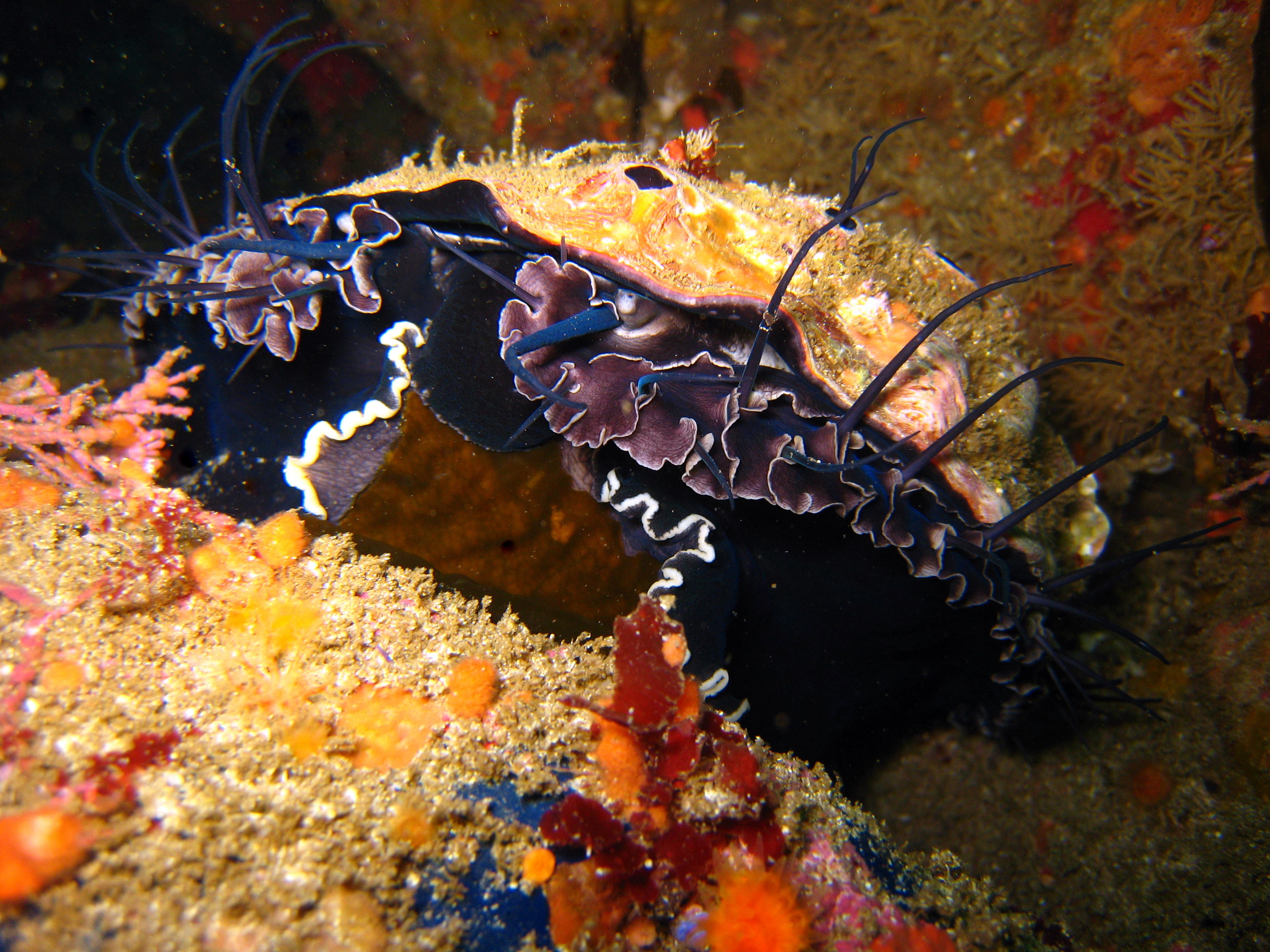 Red abalone underwater eating kelp. CDFW photo by Derek Stein