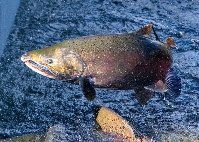 CDFW News | California Reports Progress in Supporting Healthy Salmon Populations and Habitat CDFW News | California Reports Progress in Supporting Healthy Salmon Populations and Habitat
