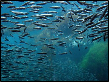 Photo of sardines in the ocean. Photo credit CDFW Cianna Porzio
