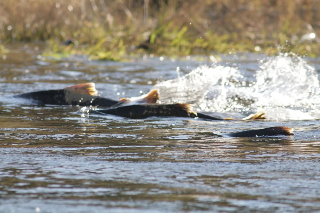 Salmon in river. USFWS photo