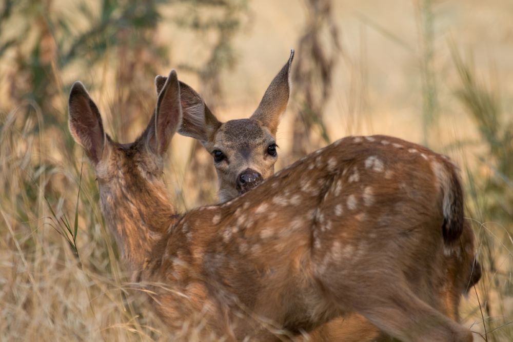 two deer fawns in the grass