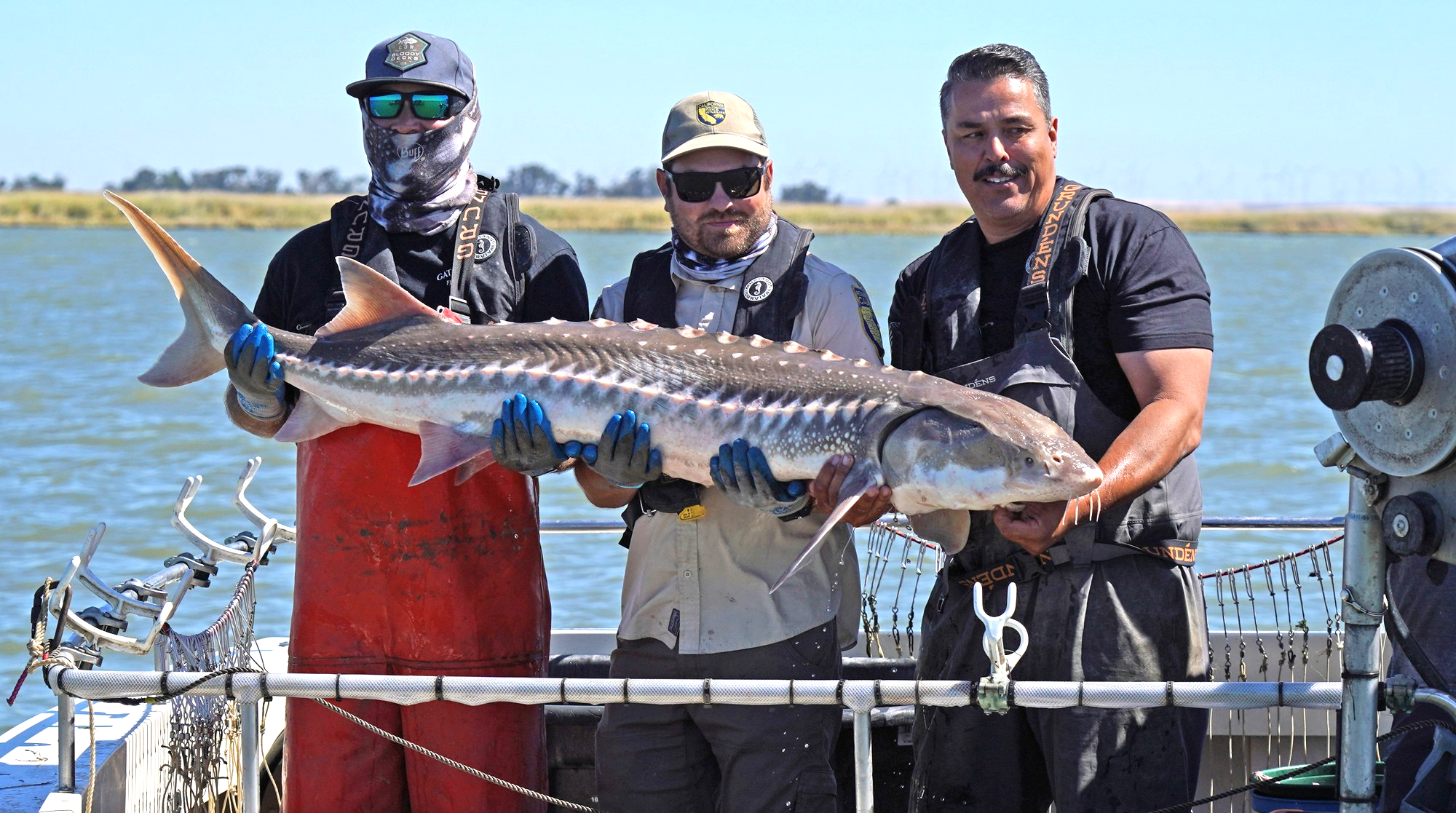 Sturgeon monitoring team holds large white sturgeon