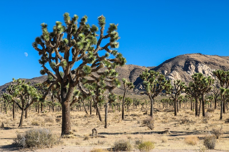 a forest of Joshua trees in the desert