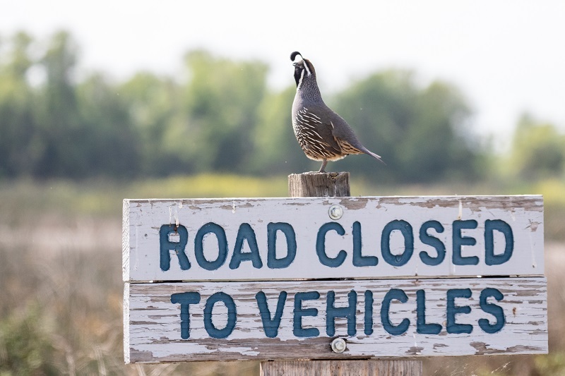 a quail on a road closure sign