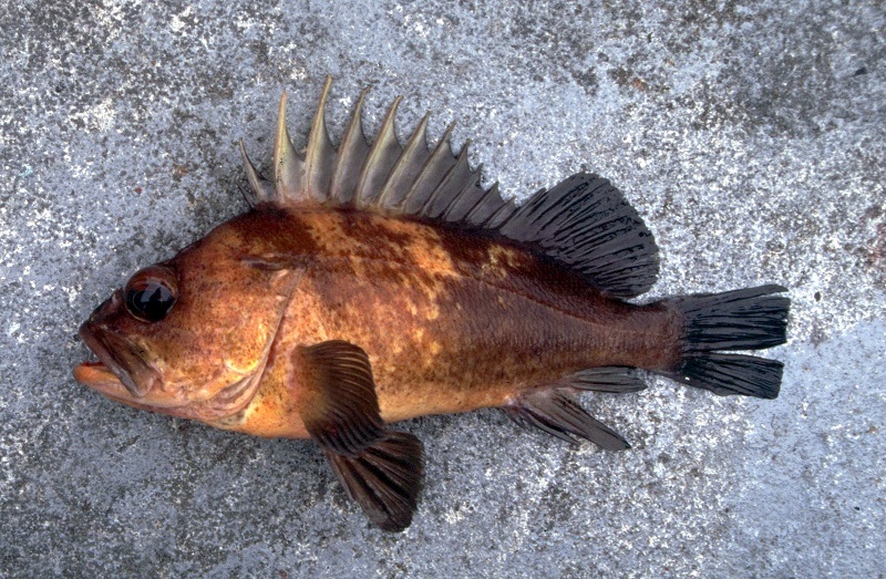 fat brown-orange fish with large, spiny dorsal fin