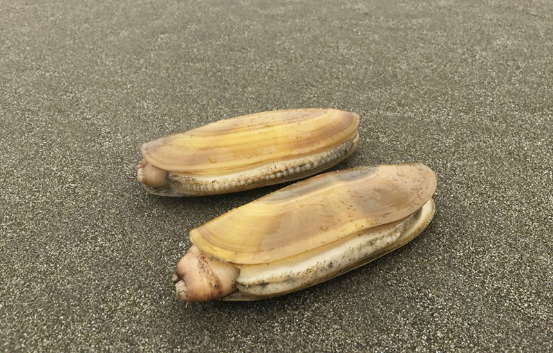 Razor clam. CDFW photo