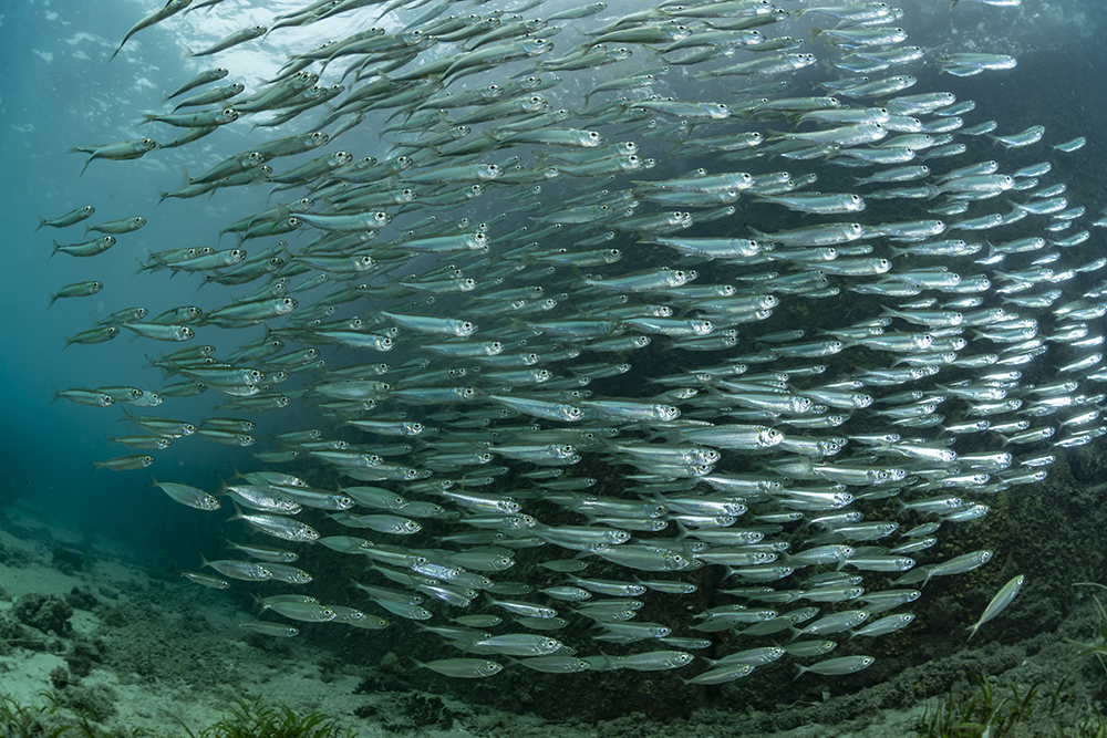 School of fish. Adobe Stock photo