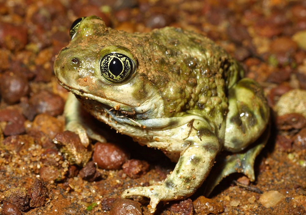 Western spadefoot. USFWS photo