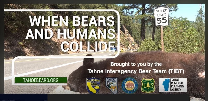 when bears collide; tahoebears.org