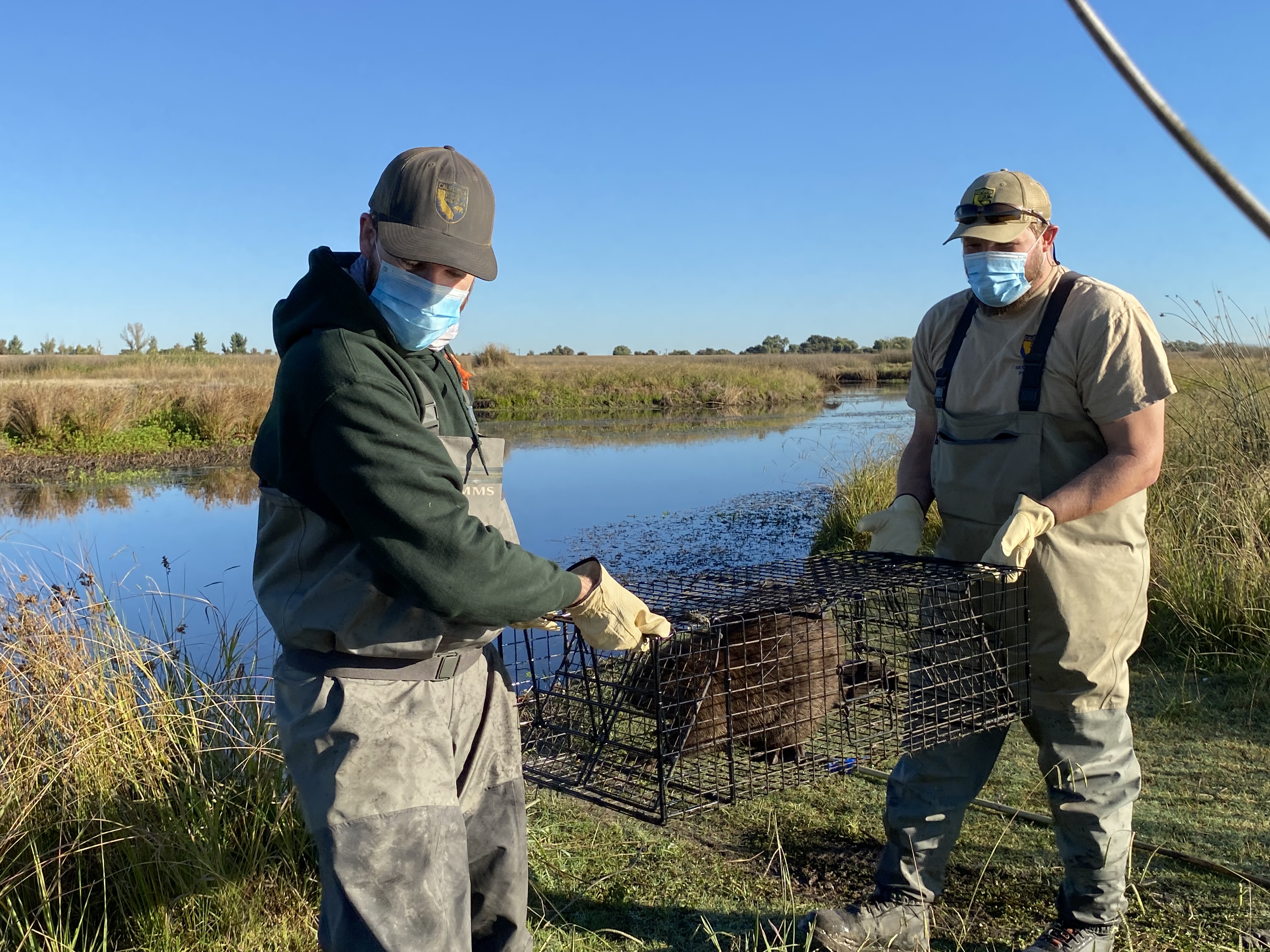 CDFW Beaver Trapping.JPG