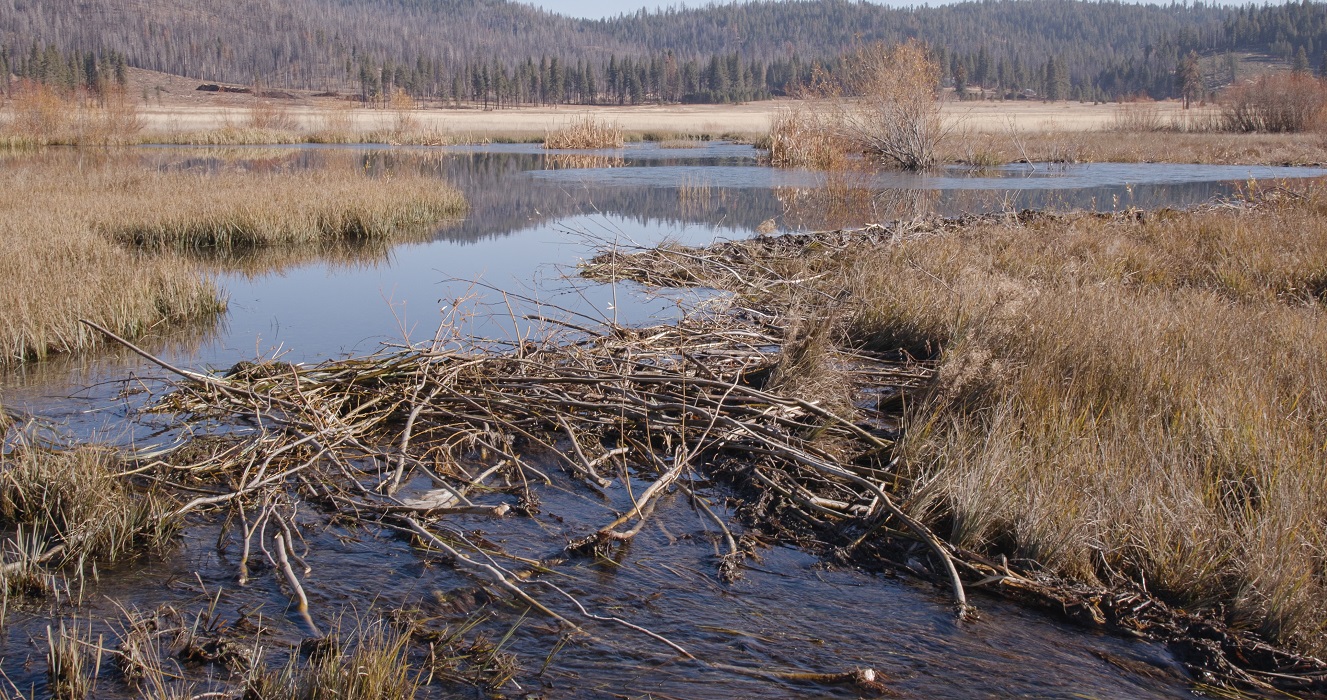 Beaver Restoration Updates | CDFW Sees Ecosystem Engineers at Work in Beaver Restoration Pilot Projects