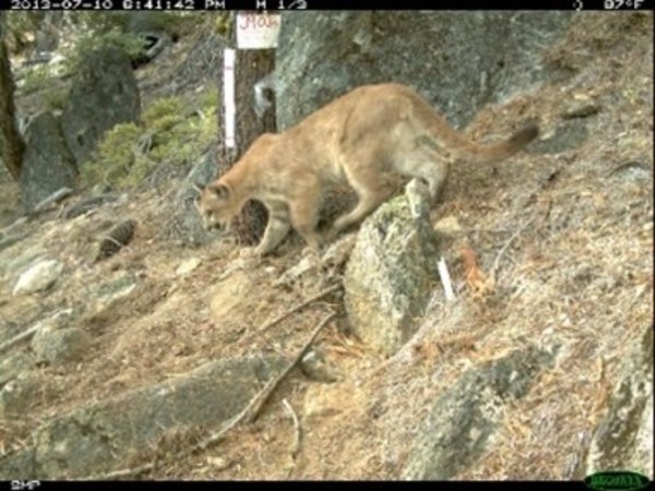 lion camera trap