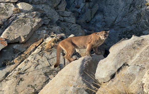 LionRock