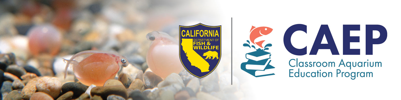 hatching fish eggs, CDFW logo, CAEP logo