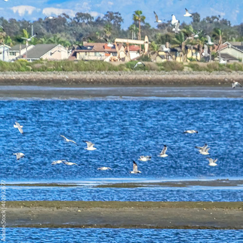 estuary and birds near industrial and suburban areas - 1 of 4